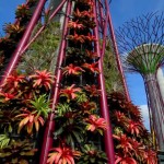 singapores-solar-supertrees-1