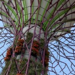 singapores-solar-supertrees-2