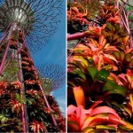 singapores-solar-supertrees-5