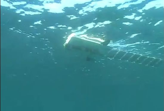 mola-2