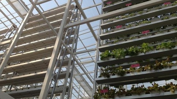commercial-vertical-farm
