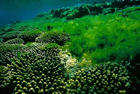 Algae.jpg