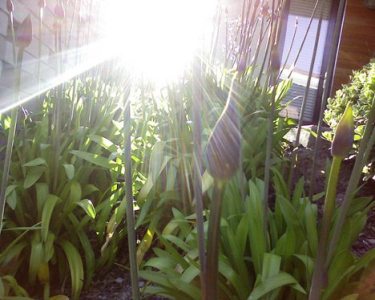 plants-sunlight.jpg